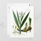 Carte Postale Alpinia officinarum (Galangal) (Devant / Derrière)
