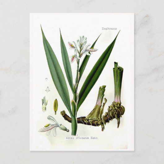 Carte Postale Alpinia officinarum (Galangal) (Devant)