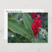 Carte Postale Alpinia Purpurata, Bucerias (Devant / Derrière)