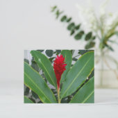 Carte Postale Alpinia Purpurata, Mexique (Debout devant)