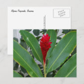 Carte Postale Alpinia Purpurata, Mexique (Devant / Derrière)