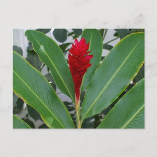 Carte Postale Alpinia Purpurata, Mexique (Devant)