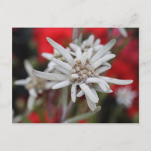 Carte Postale Alpinum de Leontopodium