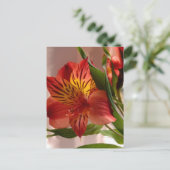 Carte Postale Alstroemeria Automne (Debout devant)