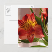 Carte Postale Alstroemeria Automne (Devant / Derrière)