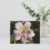 Carte postale Alstroemeria blanche/rose (Debout devant)