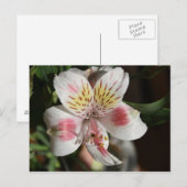 Carte postale Alstroemeria blanche/rose (Devant / Derrière)