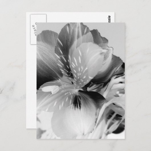 Carte Postale Alstroemeria Fleur Lily péruvienne en noir et blan (Devant / Derrière)