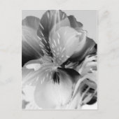 Carte Postale Alstroemeria Fleur Lily péruvienne en noir et blan (Devant)