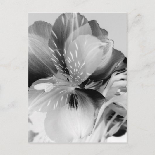 Carte Postale Alstroemeria Fleur Lily péruvienne en noir et blan (Devant)