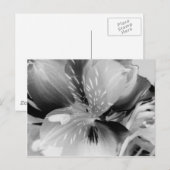 Carte Postale Alstroemeria Fleur Lily péruvienne en noir et blan (Devant / Derrière)