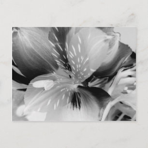 Carte Postale Alstroemeria Fleur Lily péruvienne en noir et blan