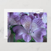 Carte Postale Alstroemeria Lily (Devant / Derrière)