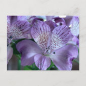 Carte Postale Alstroemeria Lily (Devant)