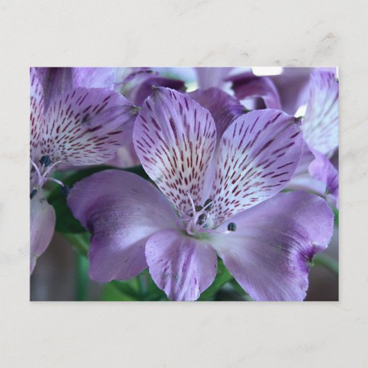 Carte Postale Alstroemeria Lily (Devant)