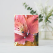 Carte Postale Alstroemeria rose Lys Fleurs Photo (Debout devant)