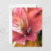 Carte Postale Alstroemeria rose Lys Fleurs Photo (Devant / Derrière)