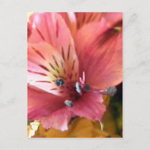 Carte Postale Alstroemeria rose Lys Fleurs Photo