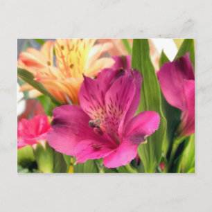 Carte Postale Alstroemeria violette Lys Fleurs Photo