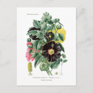 Carte Postale Althaea rosea (Hollyhock)
