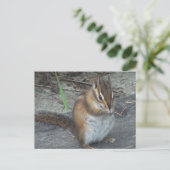 Carte postale Alvie Chipmunk (Debout devant)