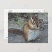 Carte postale Alvie Chipmunk (Devant / Derrière)