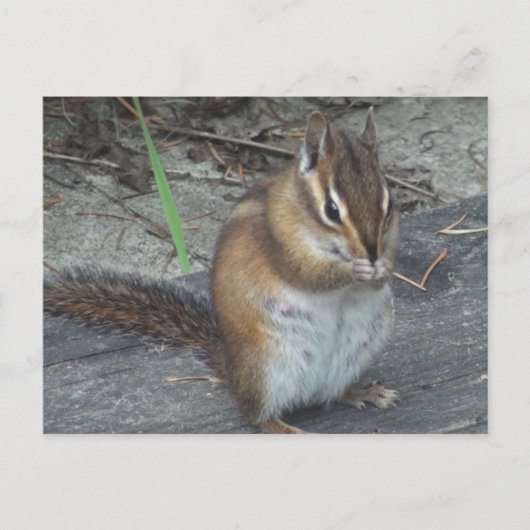 Carte postale Alvie Chipmunk (Devant)