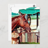 Carte Postale Alydar Thoroughbred 1979 (Devant / Derrière)