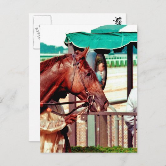 Carte Postale Alydar Thoroughbred 1979 (Devant / Derrière)
