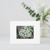 Carte Postale Alyssum doux (Debout devant)