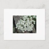 Carte Postale Alyssum doux (Devant)