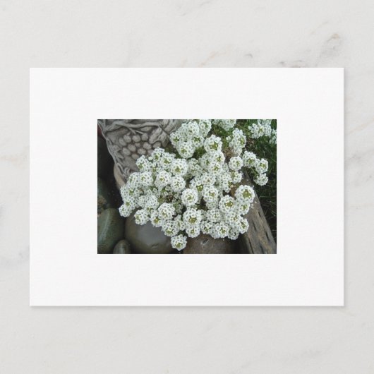 Carte Postale Alyssum doux (Devant)