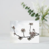 Carte Postale amande (Debout devant)