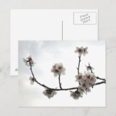 Carte Postale amande (Devant / Derrière)