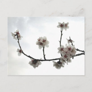 Carte Postale amande