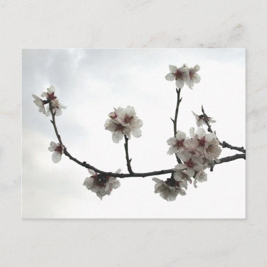 Carte Postale amande (Devant)