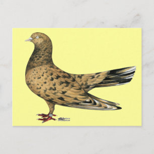 Carte Postale Amande à pigeon à rouleaux orientaux