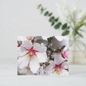 Carte Postale Amande fleurie (Debout devant)