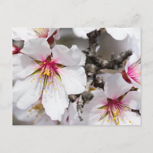 Carte Postale Amande fleurie (Devant)