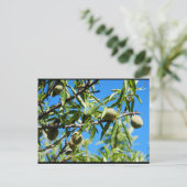 Carte Postale Amandes dans le ciel bleu (Debout devant)