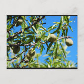 Carte Postale Amandes dans le ciel bleu (Devant)