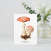 Carte Postale Amanita muscaria (Debout devant)