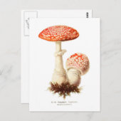 Carte Postale Amanita muscaria (Devant / Derrière)