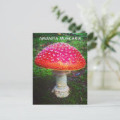 CARTE POSTALE AMANITA MUSCARIA (Debout devant)