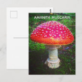 CARTE POSTALE AMANITA MUSCARIA (Devant / Derrière)