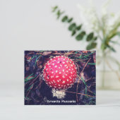 Carte Postale Amanita Muscaria (Debout devant)