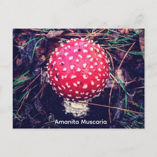 Carte Postale Amanita Muscaria (Devant)