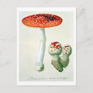 Carte Postale Amanita Muscaria de 'Phytographie Medicale' de J