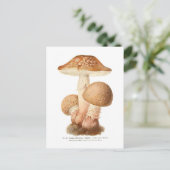 Carte Postale Amanita pustulata (Debout devant)