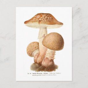 Carte Postale Amanita pustulata